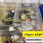 متوفر فرخ مروان غر