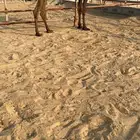 عرض لقحه كفوو