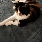 شيرازي للتبنى