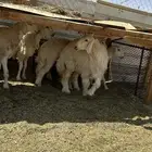 حريات رخال