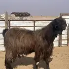 تيس فحل سوري