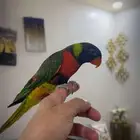 لوري أليف