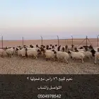 نعيم للبيع
