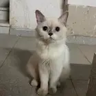 قطه