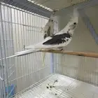 جوز كروان هاف بايد