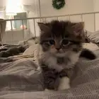 ثلاث قطط كيتن من ام شيرازيه و اب شيرازي