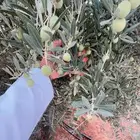 زيت زيتون الجوف عصره سنه 2025 11 18