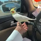 كروان اليف متكلم .
