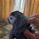 كاسكو اليف