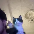 قطط لتبني