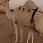 ناقه خلفه مصغر وضحى ام الحليب