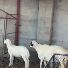 شاه خلفه تحتها طلي ذبيحه ( تم البيع )