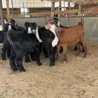 تيوس طيبه وشين طيب
