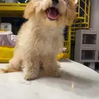 للبيع متوفر بودل مالتيبو للبيع