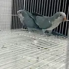 زوج كويكر منتج ( عرض خاص )