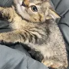 قطه جميله للبيع