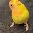 روز اليف آمن على الاطفال