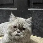 قطه هملايا للبيع