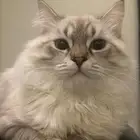 قط هملايا للبيع