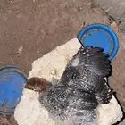 صيصان دجاج بلدي