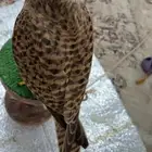 باشق حجم جامبو