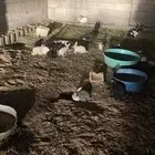 أرانب بلديه للبيع سليمة من الأمراض العدد حدود الثلاثين
