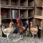 للبيع دجاج بلدي فواتح