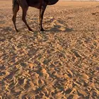 للبيع بعير فحل كفو العظم والطول والرقبه فحل مجاهيم