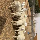 رخال حرش بفحلها فيها دفيع