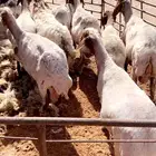 قصاص اغنام ماكينه