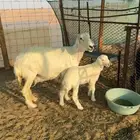 خلفه حريه