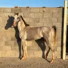 حصان شعبي