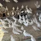 حمام فرنسي