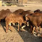 سواكن نظيفة وتربيه