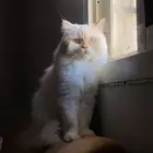 قط للتبني