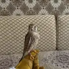 باشق فرخ للبيع انثى.