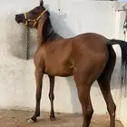 ايوا خيل وعسف