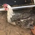 دواجن