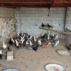 دجاج بياض