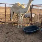 للبيع حاشي