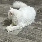 قطوه ل التبني
