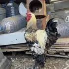 دجاج براهما مستوى تب