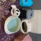 مستلزمات قطط