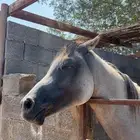 حصان شعبي