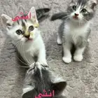 قطط للبيع