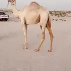 ذلول هجن بكره لقيه