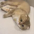 للبيع قط فولد سكوتش