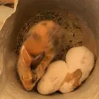 ارنب بلدي اصيل ومعه 2فرنسيه