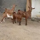 عنزين محايليه تحتهم تيوس