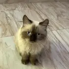 قطط للبيع هملايا